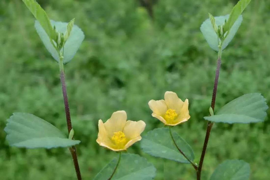 കുറുന്തോട്ടിയുടെ  ഉപയോഗത്തെപ്പറ്റി ചില കാര്യങ്ങൾ