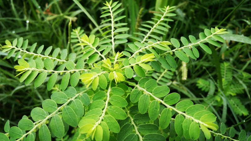 ആയുർവേദ മരുന്നു കഴിച്ചാൽ കരളു പോകുമോ?