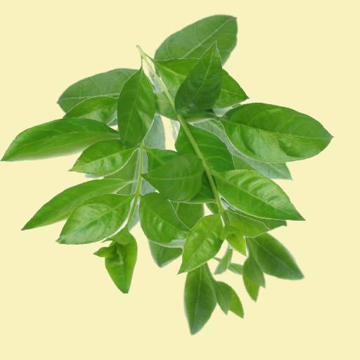 Henna Fresh Leaves