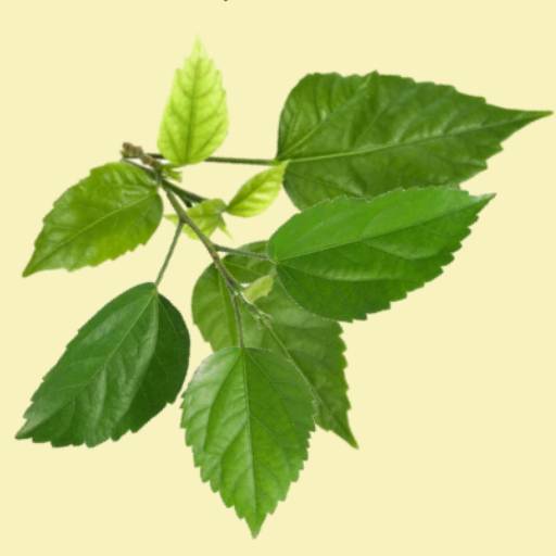 Hibiscus Fresh Leaves