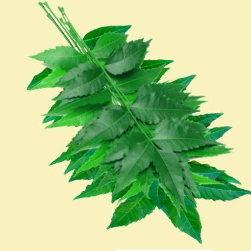 Neem Fresh Leaves