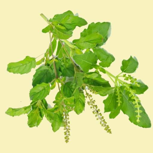 Tulasi Fresh Leaves