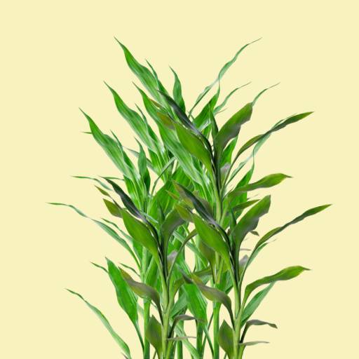 Lucky Bamboo Leaves