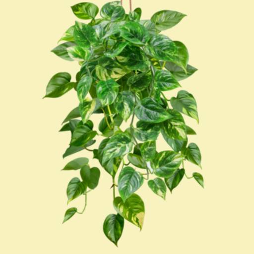 Money Plant Fresh