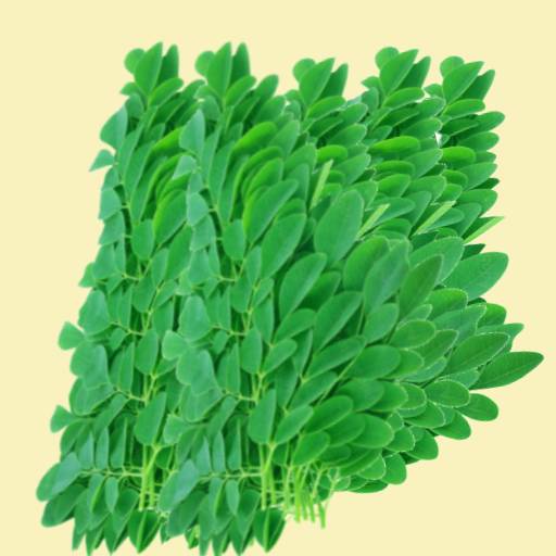 Moringa Fresh Leaves